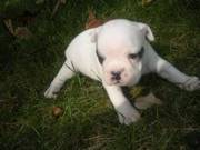 English Bulldog puppies For Sale