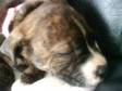 PUPPY FEMALE staff 8week old female staff brindle and....