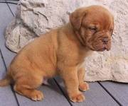 Dogue De Bordeaux Puppies For Adoption