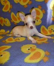 Chihuahua Puppies For Sale