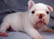 Outstanding French Bulldog Puppies