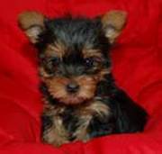 Yorkshire Terrier Puppies for Sale