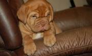 Dogue De Bordeaux Puppies For Sale