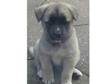 Japanese Akita Pups. Adorable,  Pups, ....