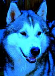 huskamute stud dog