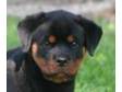 ROTTWEILER PUP - 15 week old rottweiler boy pup,  full....