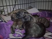 Staffordshire Bull Terrier Pups for Sale