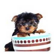 Yorkshire Terrier Puppy