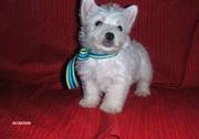 West Highland White Terrier Puppies