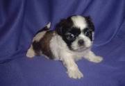 Shih Tzu Puppies Ready Now