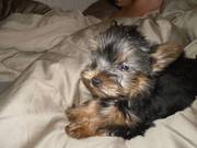 TINY Yorkshire Terrier pedigree puppy