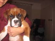 Girl Boxer Puppy