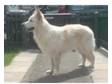 white shepherd for stud. white german shepherd for stud....