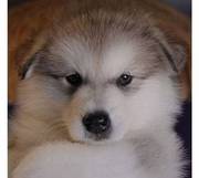 Alaskan Malamute Puppies