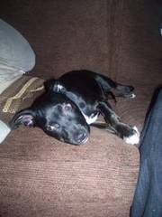 Beautiful Staffy Cross Boxer 17weeks old Please Read