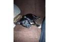 Beautiful Staffy Cross Boxer 17weeks old Please Read. I....