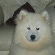 samoyed dog for stud