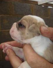 Old Tyme Bulldog Puppies