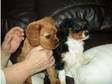 2 female cavalier king charles (£550). hi i have 2....