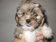 KC REG LHASA APSO. Barney is our last gorgeous little....