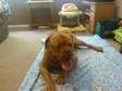 Dogue De Bordeaux, Lovely Large Male Dog,  £500 Ovno, . I....