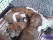 shih tzu pups with santosha lines