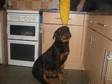 ROTTWEILER PUPPY Rottweiler puppy 5 months old,  very big....