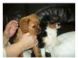 2 female cavalier king charles. hi i have 2 lovely....