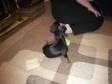 MINITURE DACHSHUND female 12weeks old.She is a full....