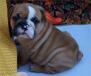 British Bulldog Puppies