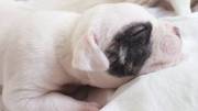 Pedigree Johnson US Bulldog Puppies