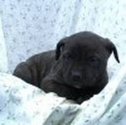 adorable Cane Corso puppies