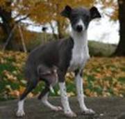 adorable grey hound puppies