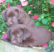 adorable Chocolate Lab puppies