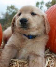 Golden Retriever Puppies For Sale