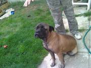 bull mastiff (female)