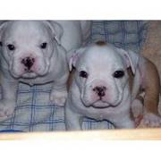 British Bulldog Puppies