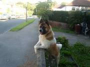 Akita up for STUD