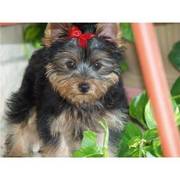 Super Cute Yorkie Puppies