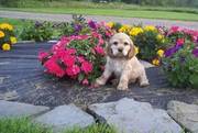 cocker spaniel