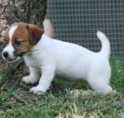 Jack russel puppy