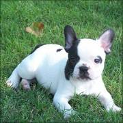 French Bulldog for a caring home