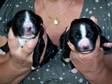 Cocker Spaniel puppies. Working Cocker Spaniel pups. KC....