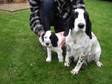 WORKING COCKER Spaniel pup. Black,  white and ticked.....