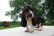 Basset Hound puppies