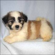 Adorable Shih Poo Puppies