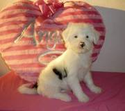 Tibetan Terrier Puppies For Beautiful Homes