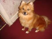 2yr old Pedigree Pomeranian For Sale