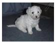 Bichon Frise. 1 little boy left out of a litter of 7 He....