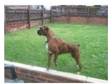 boxer dog for sale. hi everyone i am a 4 year old male....